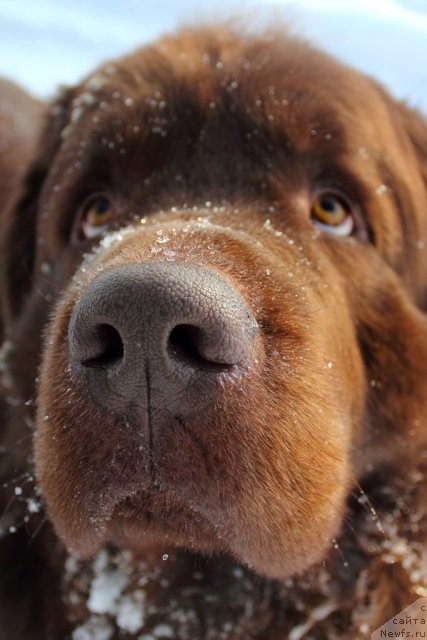 Фото: ньюфаундленд Lesnaja Skazka Korolevskiy Medved (Лесная Сказка Королевский Медведь)