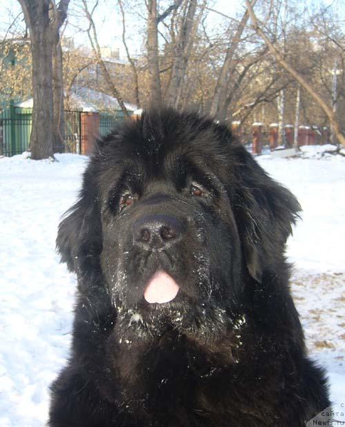 Фото: ньюфаундленд Super Bizon Antaliya (Супер Бизон Анталия)