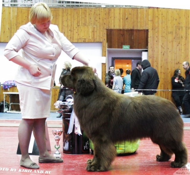 Фото: ньюфаундленд Aquatoriya Kelvin Reds Begin and Win (Акватория Келвин Редс Бегин энд Вин)
