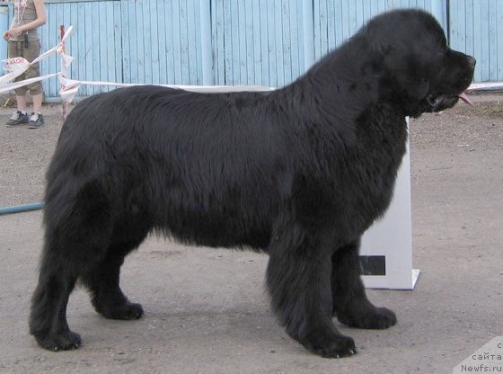 Фото: ньюфаундленд Terra Nova ot Sibirskogo Medvedya (Терра Нова от Сибирского Медведя)