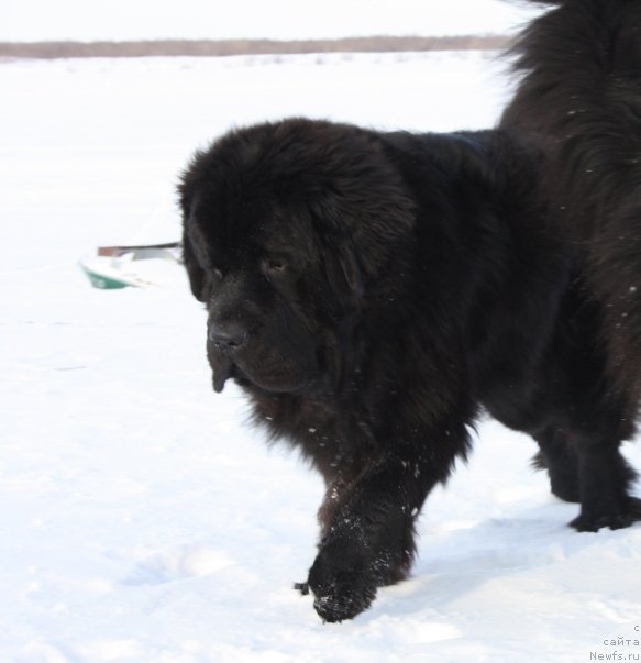Фото: ньюфаундленд Beguschaya po Volnam Zero Kool (Бегущая по Волнам Зеро Коол)
