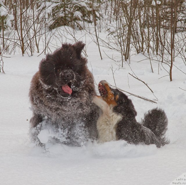 Фотография № 89403