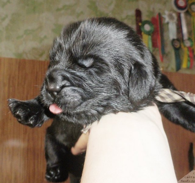 Фото: Щенок, ньюфаундленд Beguschaya po Volnam Vsya Takaya Rastakaya (Бегущая по Волнам Вся Такая Растакая)