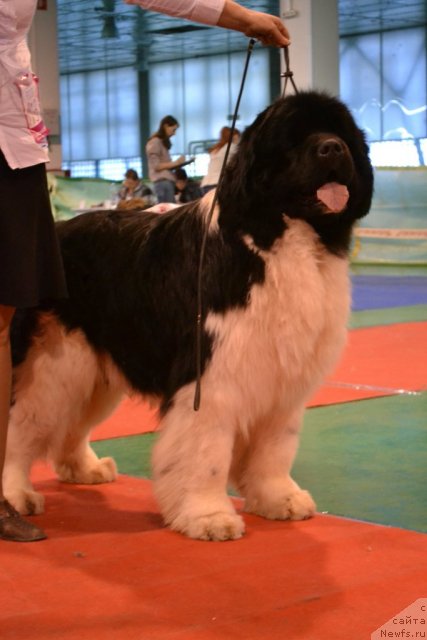 Фото: ньюфаундленд Chatkantarra Taro