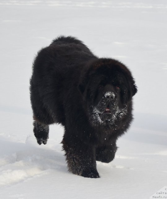 Фото: ньюфаундленд Beguschaya po Volnam Zillion (Бегущая по Волнам Зиллион)