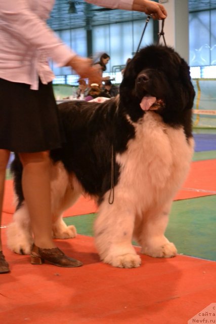 Фото: ньюфаундленд Chatkantarra Taro