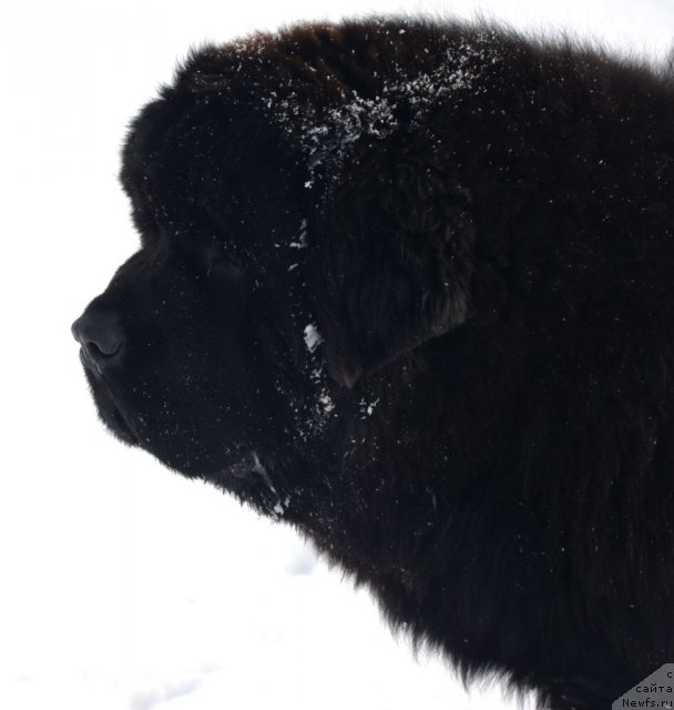 Фото: ньюфаундленд Beguschaya po Volnam Zillion (Бегущая по Волнам Зиллион)