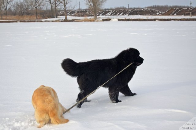 Фото: ньюфаундленд Beguschaya po Volnam Zillion (Бегущая по Волнам Зиллион)