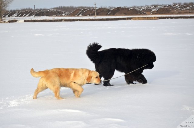 Фото: ньюфаундленд Beguschaya po Volnam Zillion (Бегущая по Волнам Зиллион)