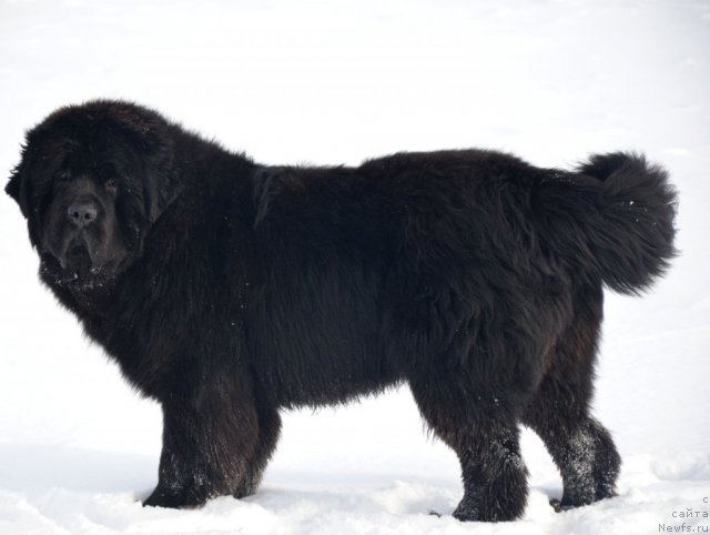 Фото: ньюфаундленд Beguschaya po Volnam Zillion (Бегущая по Волнам Зиллион)