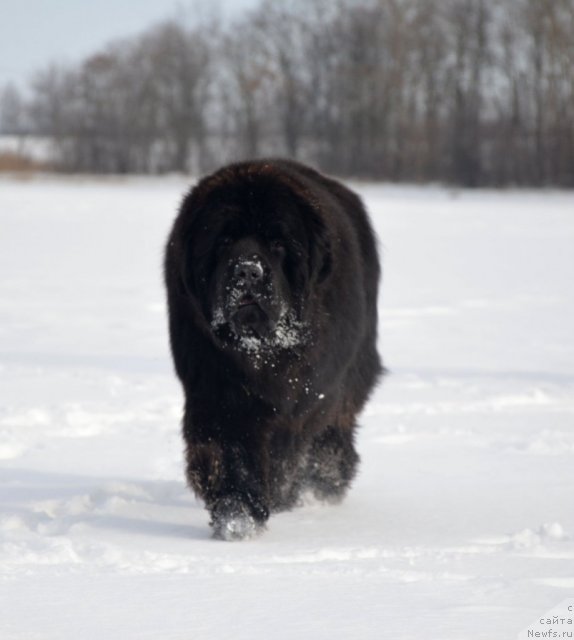 Фото: ньюфаундленд Beguschaya po Volnam Zillion (Бегущая по Волнам Зиллион)