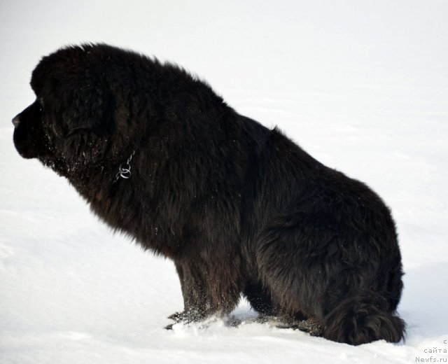 Фото: ньюфаундленд Beguschaya po Volnam Zillion (Бегущая по Волнам Зиллион)
