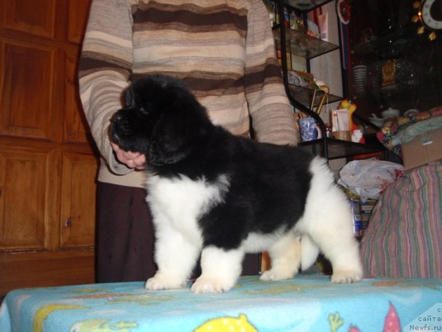 Фотография № 89455