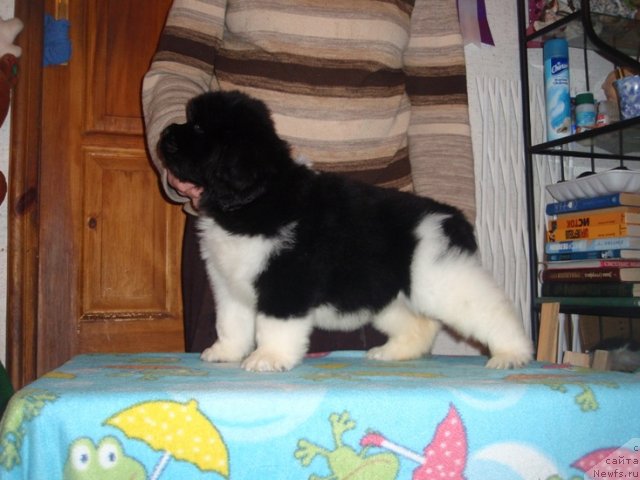 Фотография № 89457