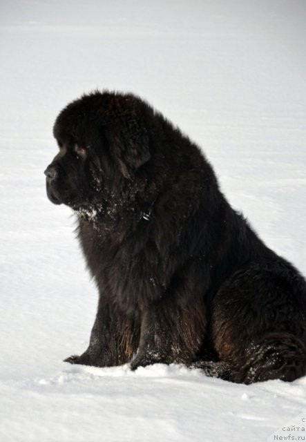 Фото: ньюфаундленд Beguschaya po Volnam Zillion (Бегущая по Волнам Зиллион)