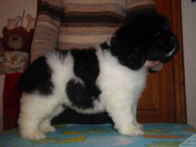 Фотография № 89466