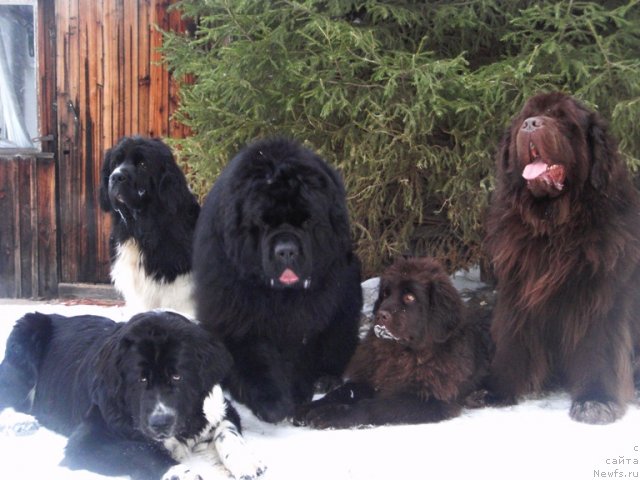 Фото: ньюфаундленд Super Premium Zheneva (Супер Премиум Женева), ньюфаундленд Super Bizon Gera (Супер Бизон Гера), ньюфаундленд King of Helluland I'm Precious, ньюфаундленд Akvatoriya Kelvin Spirit ze Nekst (Акватория Келвин Спирит зе Некст), ньюфаундленд Super Premium Brabus (Супер Премиум Брабус)