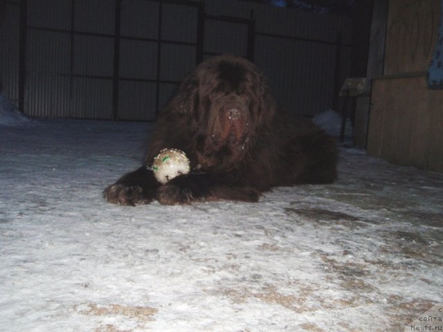 Фото: ньюфаундленд Super Premium Brabus (Супер Премиум Брабус)