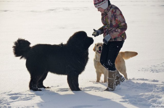 Фото: ньюфаундленд Beguschaya po Volnam Zillion (Бегущая по Волнам Зиллион)