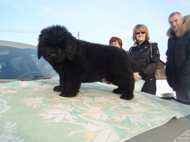 Фото: ньюфаундленд N'yufort Ryendom Blyek (Ньюфорт Рэндом Блэк)