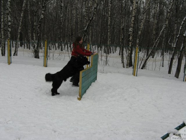 Фото: ньюфаундленд Ryesh (Рэш)