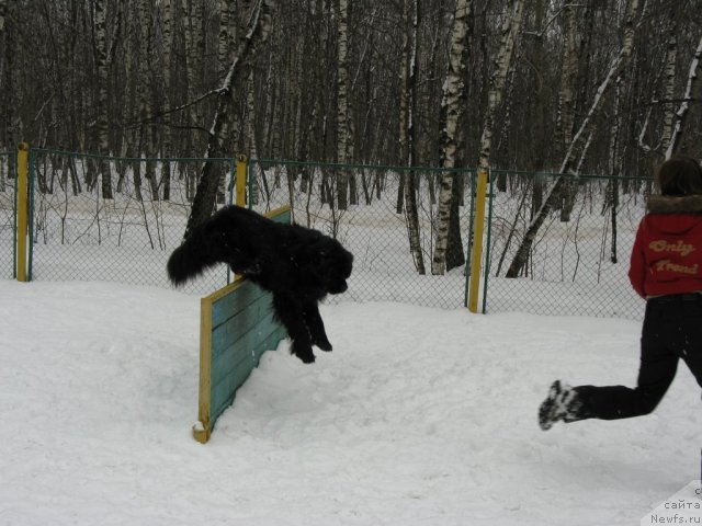 Фото: ньюфаундленд Ryesh (Рэш)