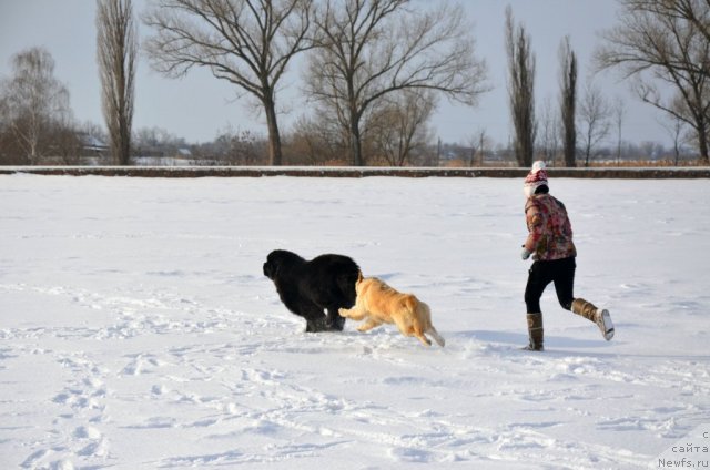 Фото: ньюфаундленд Beguschaya po Volnam Zillion (Бегущая по Волнам Зиллион)