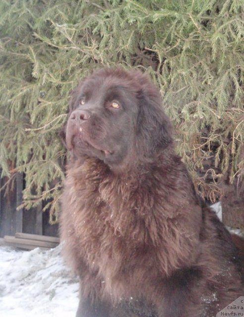 Фото: ньюфаундленд Akvatoriya Kelvin Spirit ze Nekst (Акватория Келвин Спирит зе Некст)