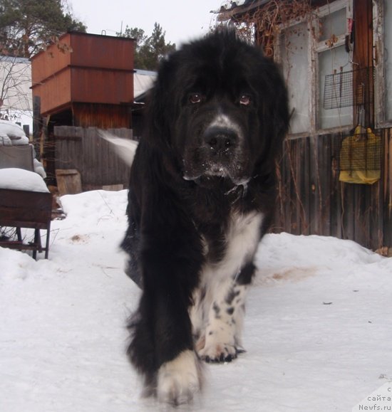 Фото: ньюфаундленд Super Bizon Gera (Супер Бизон Гера)