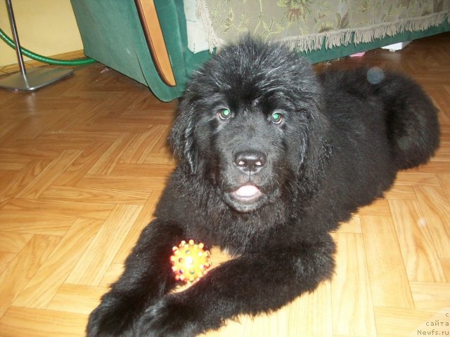 Фото: ньюфаундленд Sent Djons YUkatan (Сент Джонс Юкатан)