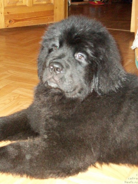 Фото: ньюфаундленд Sent Djons YUkatan (Сент Джонс Юкатан)