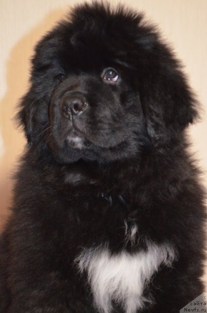 Фото: ньюфаундленд Blyek Diamond Agidel' ot Potapa Uvertyura (Блэк Диамонд Агидель от Потапа Увертюра)