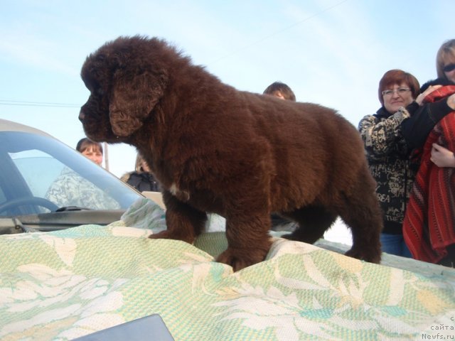 Фото: дети, ньюфаундленд N'yufort Lapochka Dochka (Ньюфорт Лапочка Дочка)