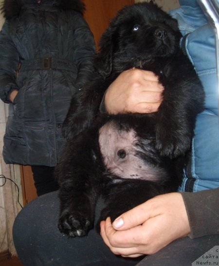 Фото: дети, ньюфаундленд N'yufort Lapochka Dochka (Ньюфорт Лапочка Дочка)