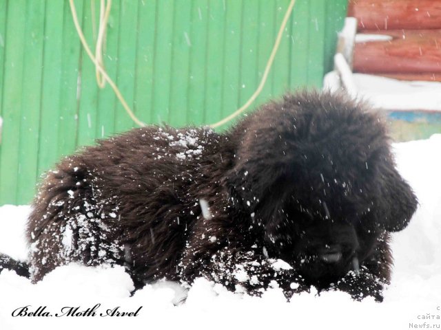 Фото: ньюфаундленд Byella Moss Arvyel' (Бэлла Мосс Арвэль)