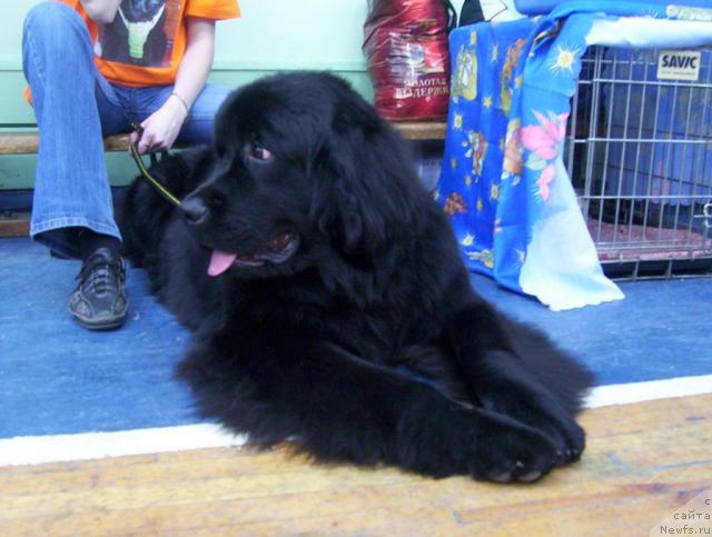 Фото: ньюфаундленд Ai Love Rich (Ай Лав Рич)