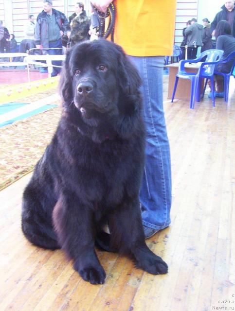 Фото: ньюфаундленд Ai Love Rich (Ай Лав Рич)