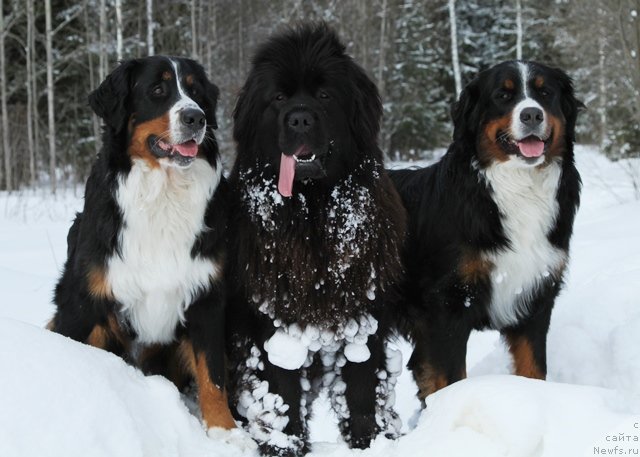 Фотография № 89571