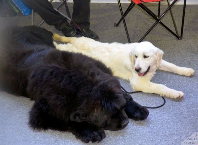 Фото: ньюфаундленд Beguschaya po Volnam Zillion (Бегущая по Волнам Зиллион)