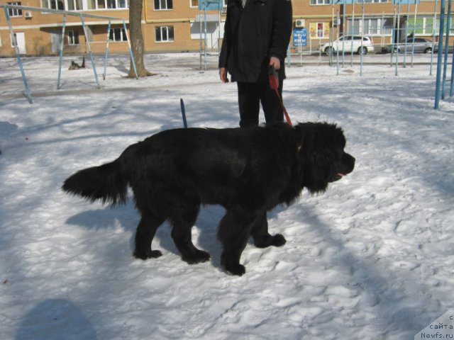 Фото: ньюфаундленд La Wanda de Maxim (Ла Ванда де Максима)