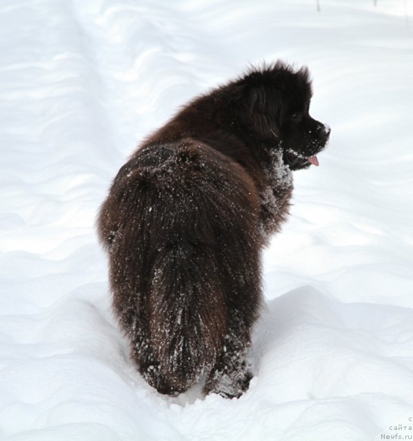 Фото: ньюфаундленд Osoba Statnaya iz Medvej'ego YAra (Особа Статная из Медвежьего Яра)