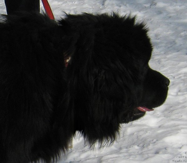 Фото: ньюфаундленд La Wanda de Maxim (Ла Ванда де Максима)