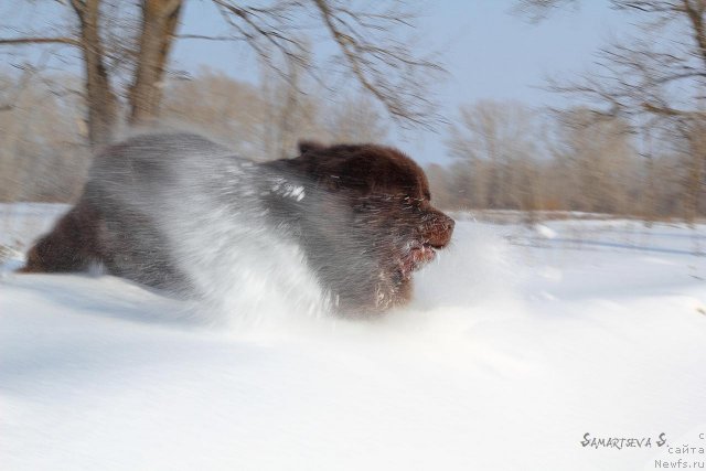 Фото: ньюфаундленд Lesnaja Skazka Korolevskiy Medved (Лесная Сказка Королевский Медведь)