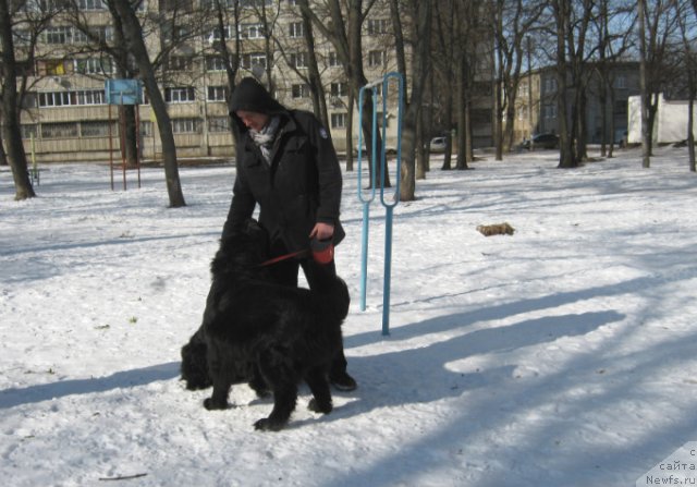 Фото: ньюфаундленд La Wanda de Maxim (Ла Ванда де Максима)
