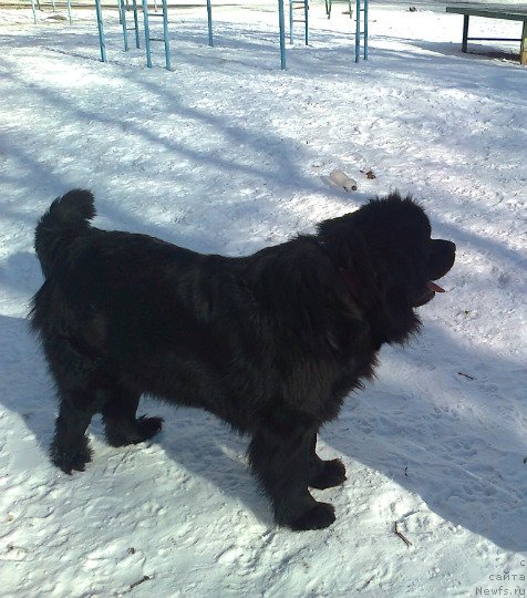 Фото: ньюфаундленд La Wanda de Maxim (Ла Ванда де Максима)