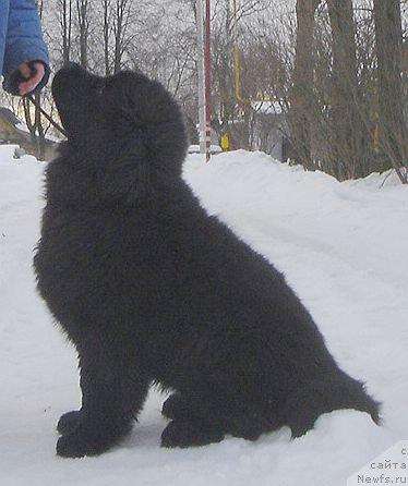 Фото: ньюфаундленд Bjornebandens Nancy Wilson, Dar Svezy Basket of Roses