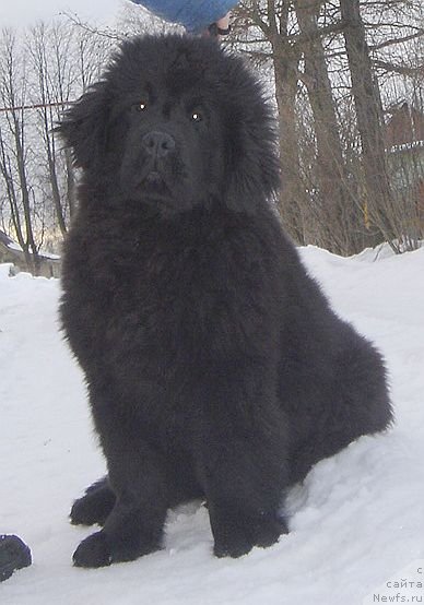 Фото: ньюфаундленд Bjornebandens Nancy Wilson, Dar Svezy Basket of Roses