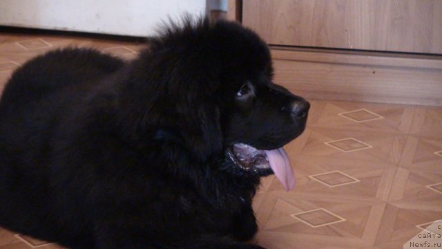 Фото: ньюфаундленд Obayatel'naya Ledi ot Laskovogo Del'fina (Обаятельная Леди от Ласкового Дельфина)