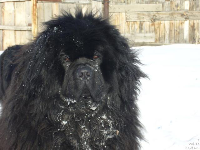 Фото: ньюфаундленд Yuzhny Sharm iz Medvejyego Yara (Южный Шарм из Медвежьего Яра)