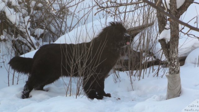 Фото: ньюфаундленд Obayatel'naya Ledi ot Laskovogo Del'fina (Обаятельная Леди от Ласкового Дельфина)